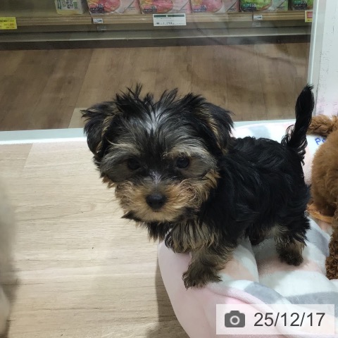 長野県のヨークシャーテリア (ペットプラス 長野店/2025年10月6日生まれ/男の子/スチールブルータン)の子犬の3枚目の画像
