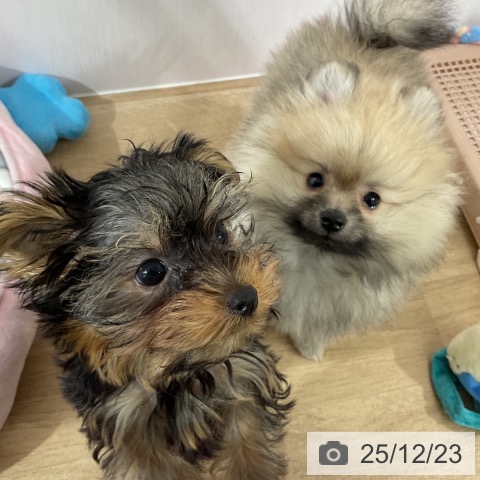 長野県のヨークシャーテリア (ペットプラス 長野店/2025年10月6日生まれ/男の子/スチールブルータン)の子犬の4枚目の画像