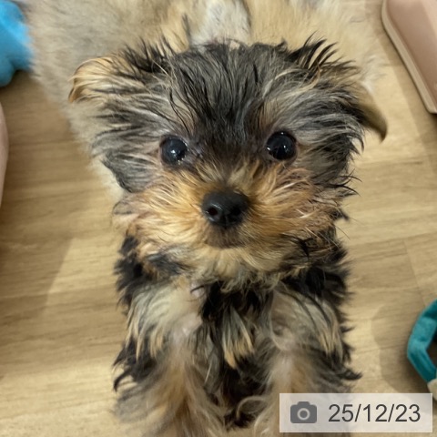 長野県のヨークシャーテリア (ペットプラス 長野店/2025年10月6日生まれ/男の子/スチールブルータン)の子犬の3枚目の画像