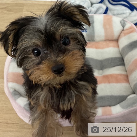 長野県のヨークシャーテリア (ペットプラス 長野店/2025年10月6日生まれ/男の子/スチールブルータン)の子犬の3枚目の画像