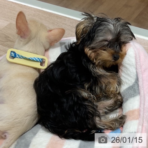 長野県のヨークシャーテリア (ペットプラス 長野店/2025年10月6日生まれ/男の子/スチールブルータン)の子犬の4枚目の画像