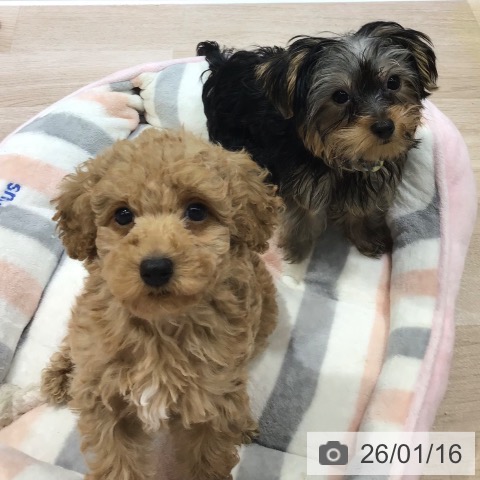 長野県のヨークシャーテリア (ペットプラス 長野店/2025年10月6日生まれ/男の子/スチールブルータン)の子犬の3枚目の画像