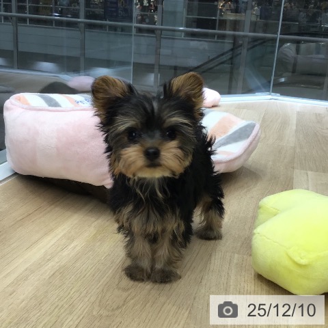 ヨークシャー・テリアの写真