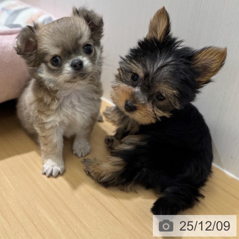 ヨークシャー・テリアの写真