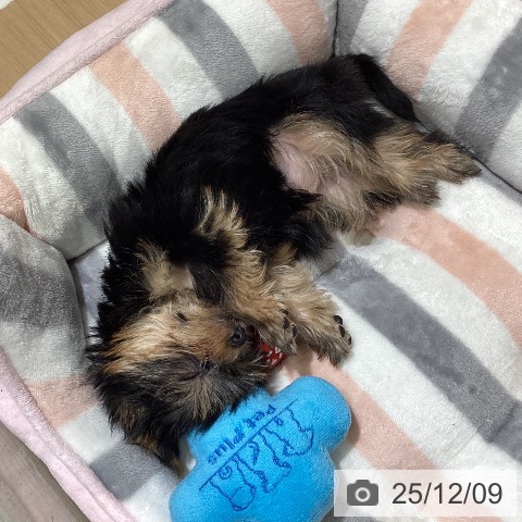 ヨークシャー・テリアの写真