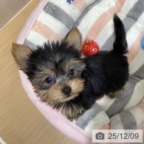 ヨークシャー・テリアの写真