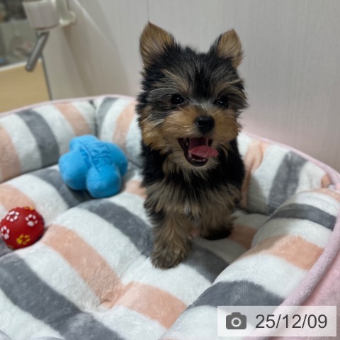 ヨークシャー・テリアの写真