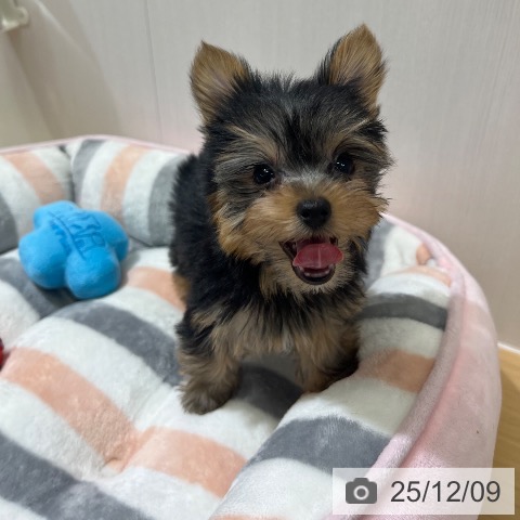 ヨークシャー・テリアの写真