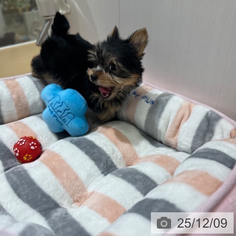 ヨークシャー・テリアの写真