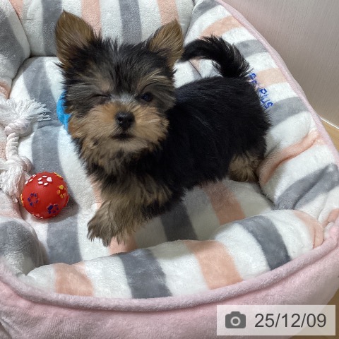 ヨークシャー・テリアの写真