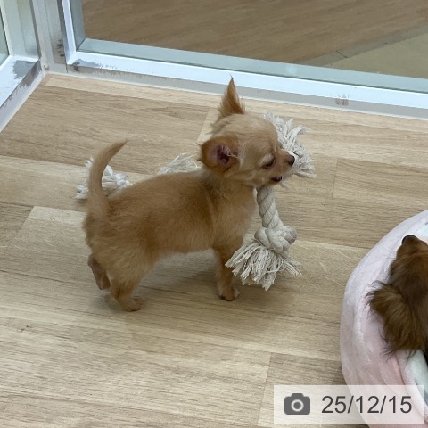 愛知県のチワワ(ロング) (ペットプラス mozoワンダーシティ店/2025年9月26日生まれ/男の子/ゴールド)の子犬の4枚目の画像