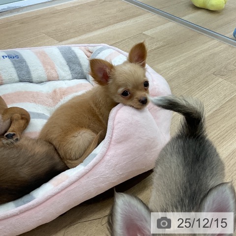 愛知県のチワワ(ロング) (ペットプラス mozoワンダーシティ店/2025年9月26日生まれ/男の子/ゴールド)の子犬の3枚目の画像