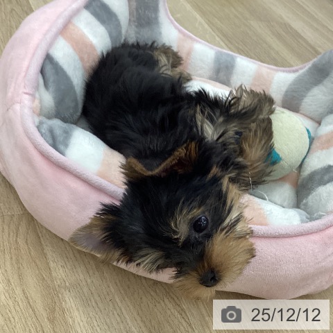 ヨークシャー・テリアの写真