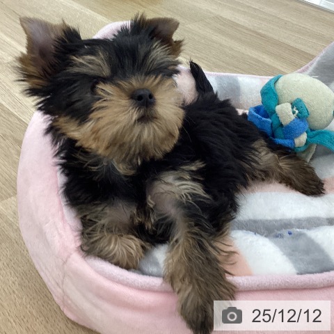 ヨークシャー・テリアの写真