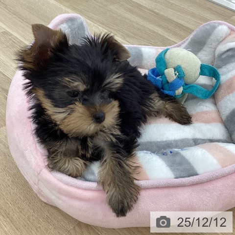 ヨークシャー・テリアの写真