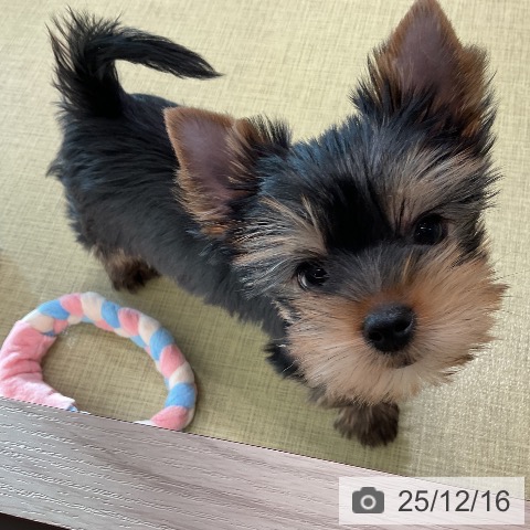 ヨークシャー・テリアの写真