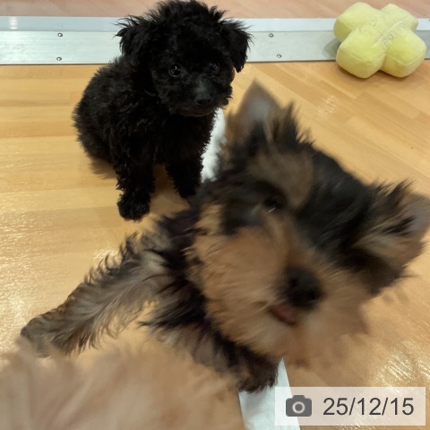 愛知県のヨークシャーテリア (ペットプラス 名古屋茶屋店/2025年10月4日生まれ/女の子/スチールブルータン)の子犬の4枚目の画像