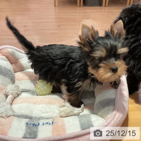 愛知県のヨークシャーテリア (ペットプラス 名古屋茶屋店/2025年10月4日生まれ/女の子/スチールブルータン)の子犬の3枚目の画像