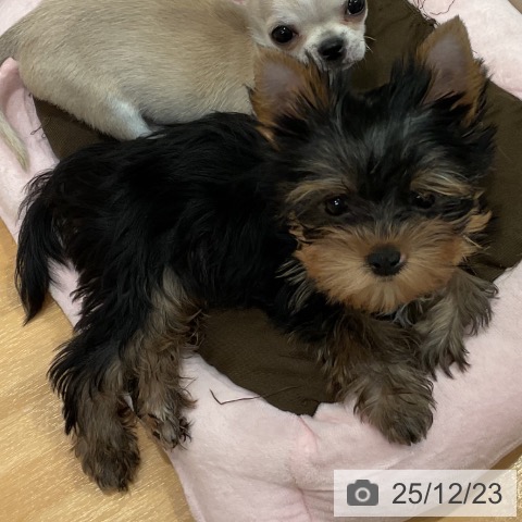 愛知県のヨークシャーテリア (ペットプラス 名古屋茶屋店/2025年10月4日生まれ/女の子/スチールブルータン)の子犬の3枚目の画像