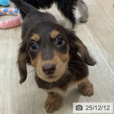 ミニチュア・ダックスフンドの写真