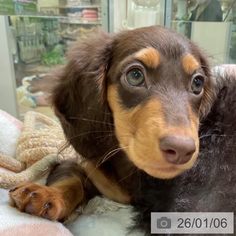 愛知県のミニチュアダックスフンド(ロング) (ペットプラス イオンモール豊川店/2025年10月9日生まれ/男の子/チョコレートタン)の子犬の3枚目の画像