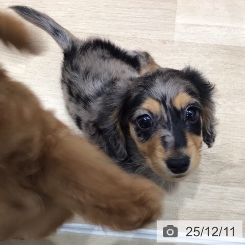 ミニチュア・ダックスフンドの写真