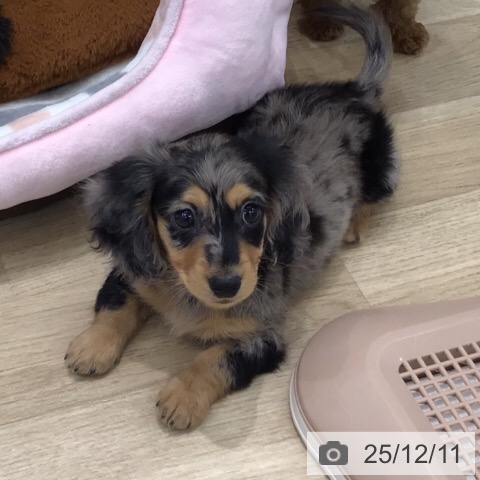 ミニチュア・ダックスフンドの写真