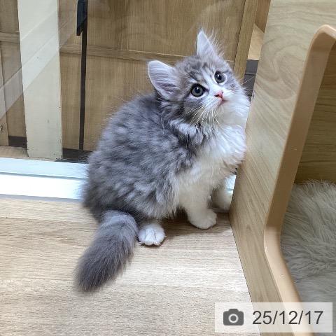 愛知県のサイベリアン (ペットプラス ナゴヤドーム前店/2025年9月28日生まれ/女の子/ブルータビーホワイト)の子猫の4枚目の画像