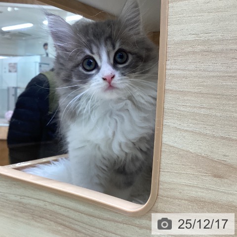 愛知県のサイベリアン (ペットプラス ナゴヤドーム前店/2025年9月28日生まれ/女の子/ブルータビーホワイト)の子猫の3枚目の画像