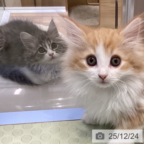 愛知県のサイベリアン (ペットプラス ナゴヤドーム前店/2025年9月28日生まれ/女の子/ブルータビーホワイト)の子猫の3枚目の画像