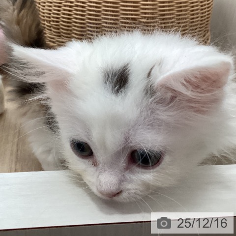 福岡県のサイベリアン (ペットプラス ららぽーと福岡店/2025年10月9日生まれ/女の子/ブラウンタビーホワイトバン)の子猫の4枚目の画像