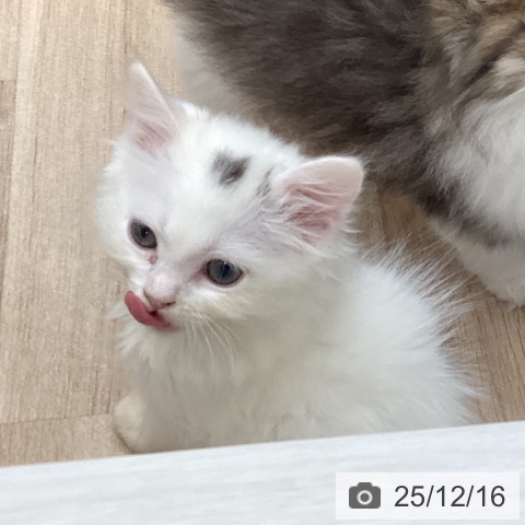 福岡県のサイベリアン (ペットプラス ららぽーと福岡店/2025年10月9日生まれ/女の子/ブラウンタビーホワイトバン)の子猫の3枚目の画像