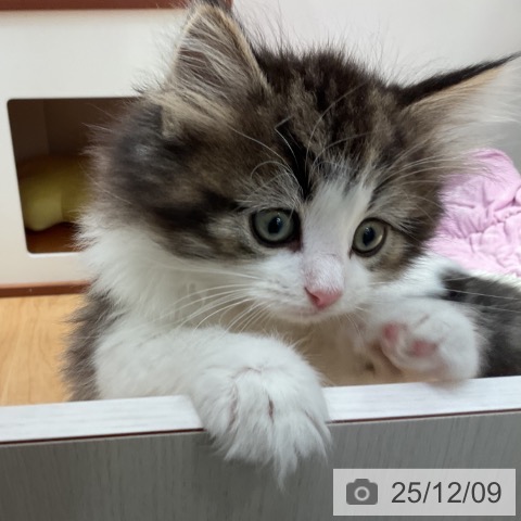 サイベリアンの写真