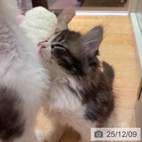 サイベリアンの写真