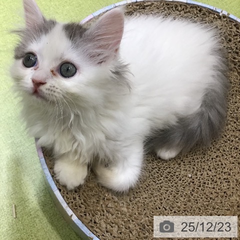 沖縄県のサイベリアン (ペットプラス 沖縄ライカム店/2025年10月9日生まれ/女の子/ブルータビーホワイトバン)の子猫の4枚目の画像