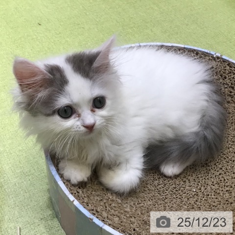 沖縄県のサイベリアン (ペットプラス 沖縄ライカム店/2025年10月9日生まれ/女の子/ブルータビーホワイトバン)の子猫の3枚目の画像