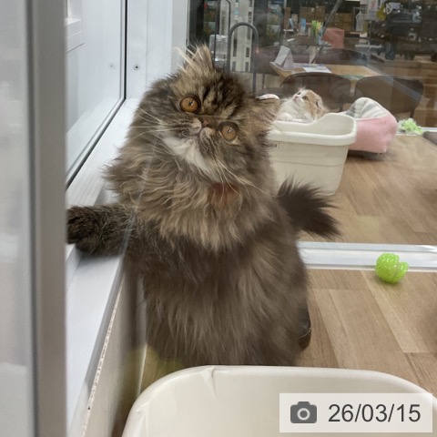 愛知県のエキゾチック (ペットプラス 豊橋牧野店/2025年10月7日生まれ/女の子/ブラウンタビー)の子猫の4枚目の画像