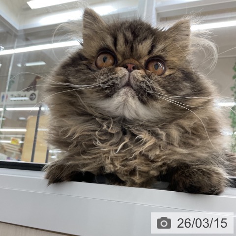 愛知県のエキゾチック (ペットプラス 豊橋牧野店/2025年10月7日生まれ/女の子/ブラウンタビー)の子猫の3枚目の画像