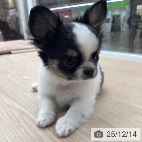 石川県のチワワ(ロング) (ペットプラス 白山店/2025年10月6日生まれ/男の子/ホワイトブラックタン)の子犬の4枚目の画像