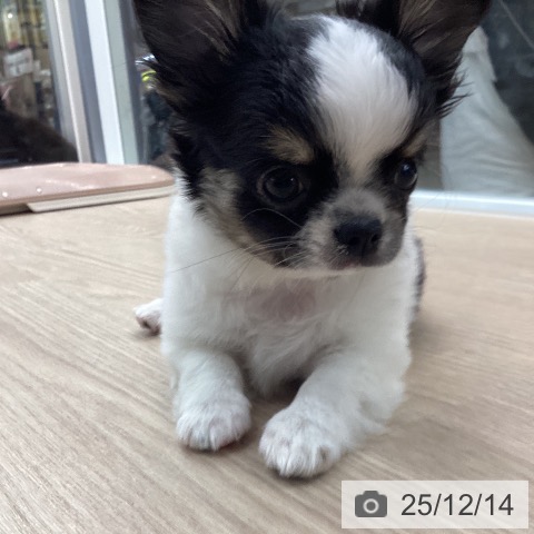 石川県のチワワ(ロング) (ペットプラス 白山店/2025年10月6日生まれ/男の子/ホワイトブラックタン)の子犬の3枚目の画像