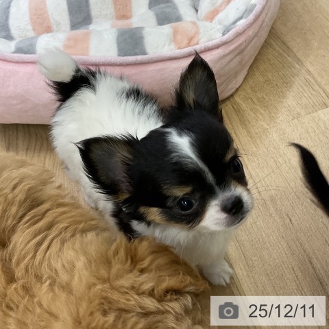 愛知県のチワワ(ロング) (ペットプラス mozoワンダーシティ店/2025年10月6日生まれ/男の子/ホワイトブラックタン)の子犬の4枚目の画像