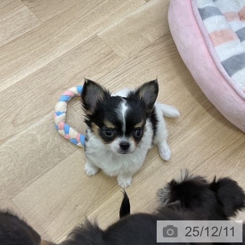 愛知県のチワワ(ロング) (ペットプラス mozoワンダーシティ店/2025年10月6日生まれ/男の子/ホワイトブラックタン)の子犬の3枚目の画像