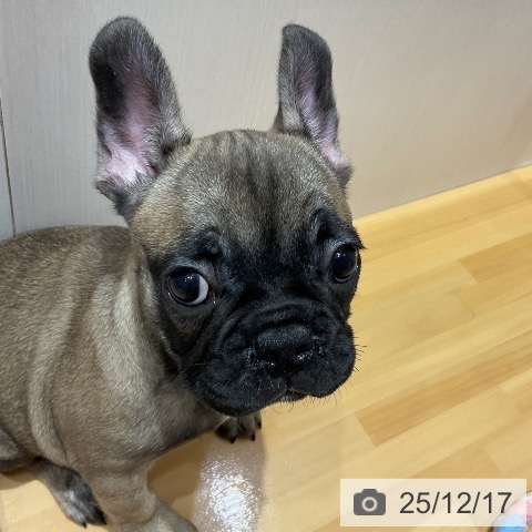 埼玉県のフレンチブルドッグ (ペットプラス 与野店/2025年10月7日生まれ/女の子/フォーン)の子犬の4枚目の画像