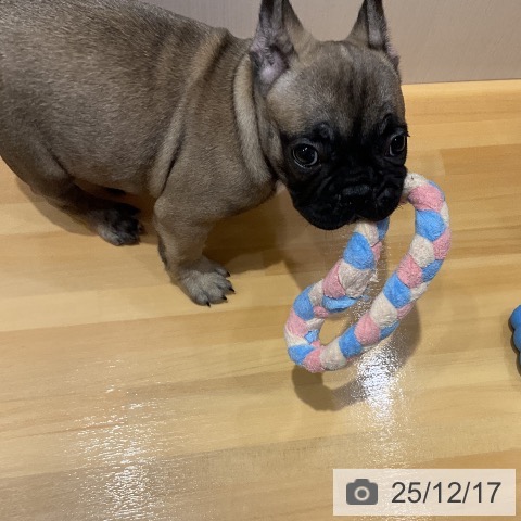 埼玉県のフレンチブルドッグ (ペットプラス 与野店/2025年10月7日生まれ/女の子/フォーン)の子犬の3枚目の画像