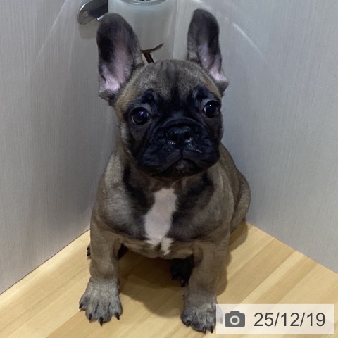 埼玉県のフレンチブルドッグ (ペットプラス 与野店/2025年10月7日生まれ/女の子/フォーン)の子犬の4枚目の画像