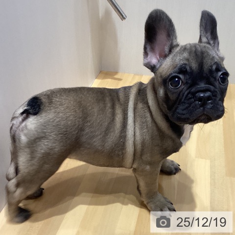 埼玉県のフレンチブルドッグ (ペットプラス 与野店/2025年10月7日生まれ/女の子/フォーン)の子犬の3枚目の画像