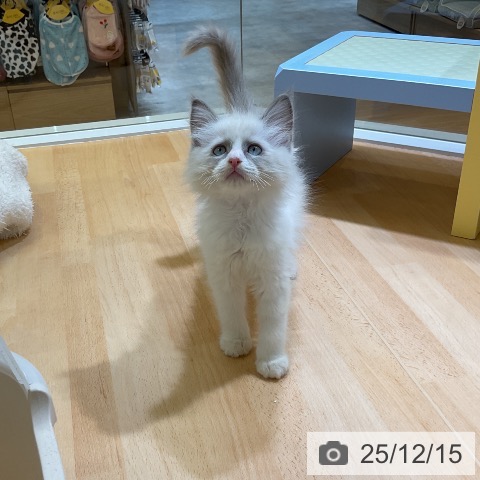 愛知県のラグドール (ペットプラス mozoワンダーシティ店/2025年10月7日生まれ/男の子/ブルーポイントバイカラー)の子猫の4枚目の画像