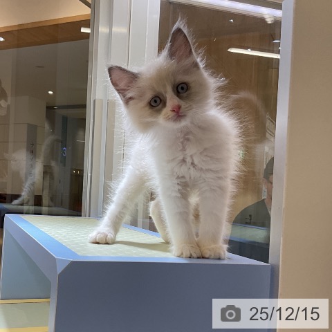 愛知県のラグドール (ペットプラス mozoワンダーシティ店/2025年10月7日生まれ/男の子/ブルーポイントバイカラー)の子猫の3枚目の画像