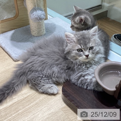 ラガマフィンの写真