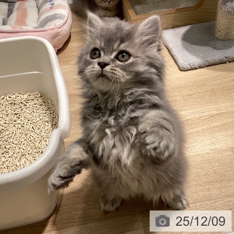 ラガマフィンの写真